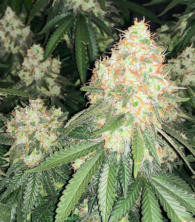 Семена сорта Cherry Pie fem (Advanced Seeds)