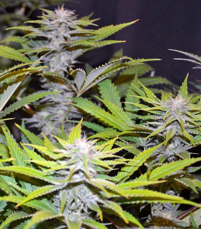 Семена сорта Diamond Girl fem