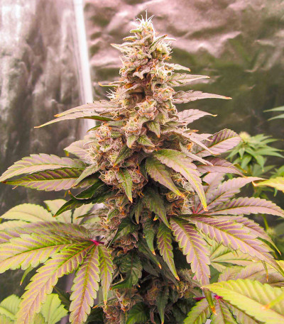 Семена сорта Lord Kush Early Version fem (Delicious Seeds)