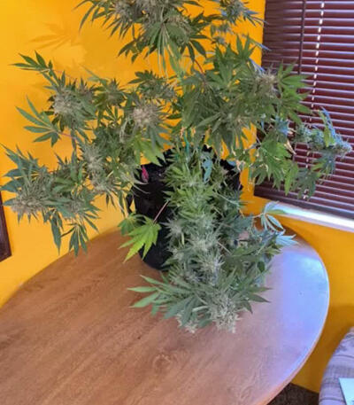 Семена сорта Incredible Bulk fem (Dr. Krippling Seeds)