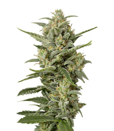 Семена сорта White Widow XXL Autoflowering fem