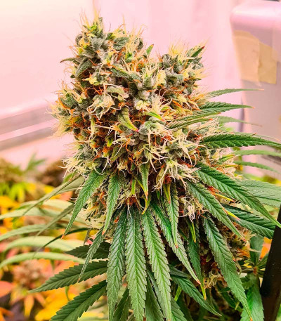 Семена конопли сорта Zoap от 7CH American