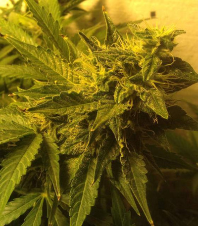 Семена сорта AK-49 Auto Fem (Vision Seeds)