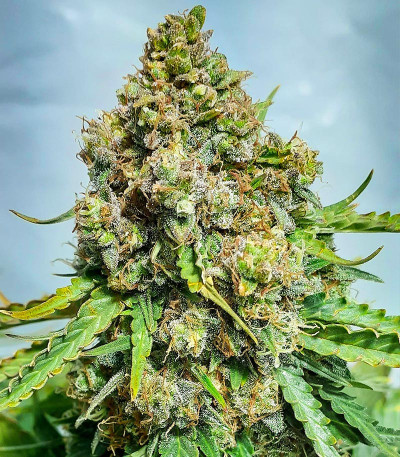 Семена сорта Auto Chronic Monster XXL fem (Victory Seeds)