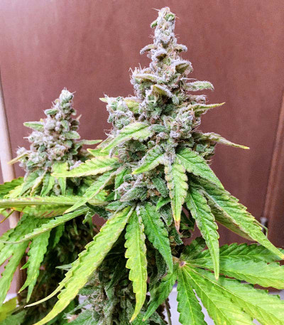 Семена сорта Bruce Banner #3 fem