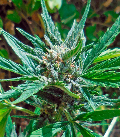 Сорт каннабиса Cheese XXL Autoflowering