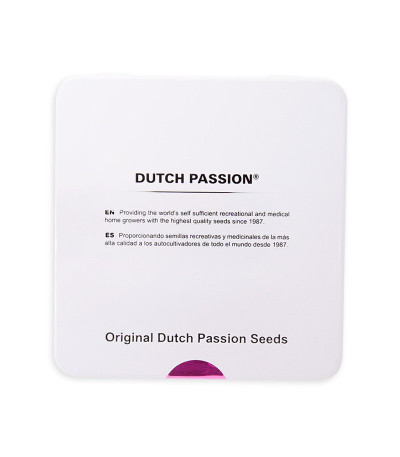 CBD Auto Charlotte’s Angel fem (Dutch Passion)