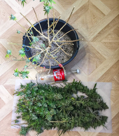 Семена сорта Gorilla Glue # 4 fem (Cali Buds Seeds)