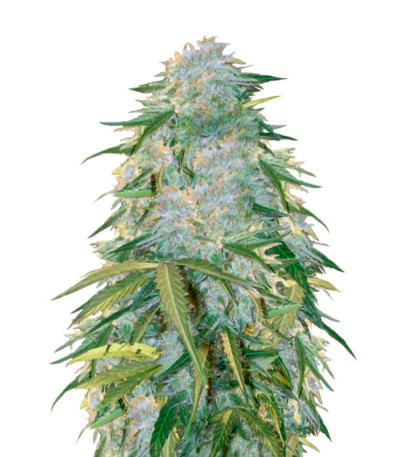 Семена сорта Auto Heaven fem (Victory Seeds)
