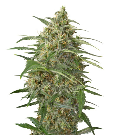 Семена конопли Moby Dick XXL Autoflowering fem