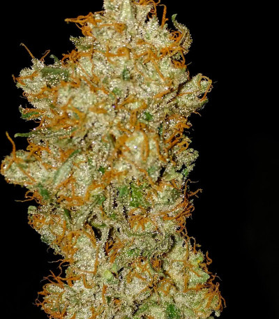 Семена сорта Bud Bud Bling Tingz fem (Dr. Krippling Seeds)
