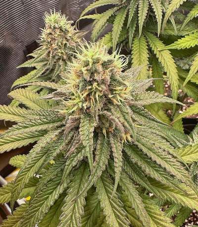 Семена сорта Candy Store RBX fem (Ethos Genetics)
