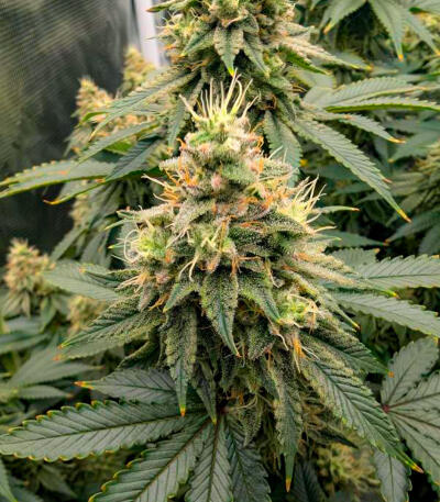 Семена сорта Gorilla Glue × Lemon Haze (7CH Seeds & Cali Buds Seeds)