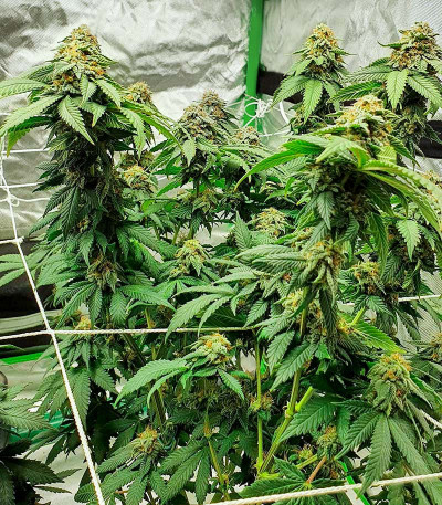 Семена сорта Watermelon Zkittlez fem