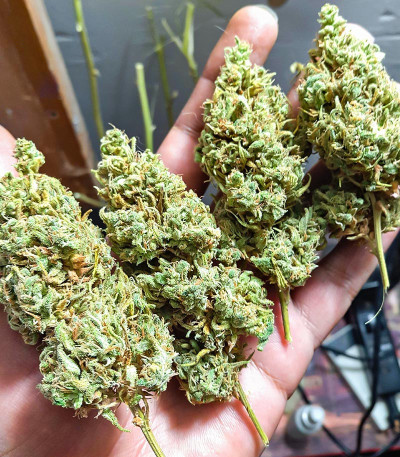 Семена сорта Ultimate Chemdog Fast Version fem (Семяныч)