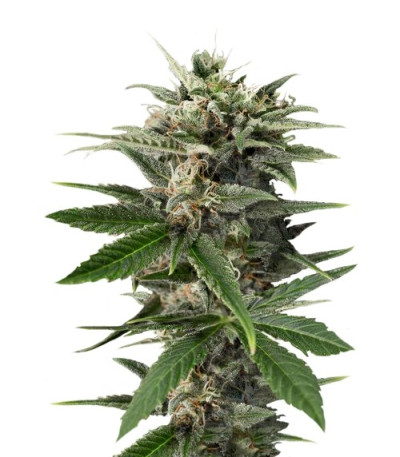 Семена Blue Amnesia XXL Autoflowering шишки