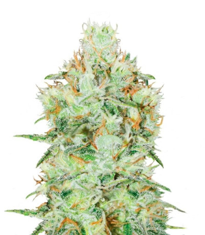 Семена сорта Jägg Kush fem (Delicious Seeds)