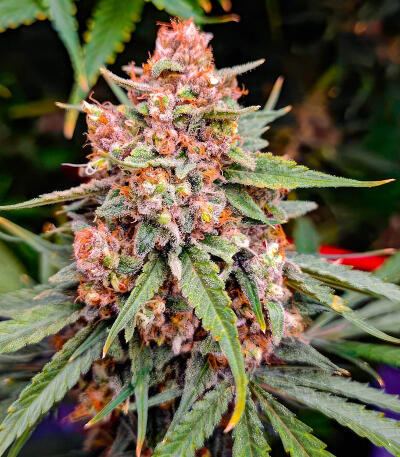 Семена сорта Mimosa × Orange Sherbet (7CH Seeds & Cali Buds Seeds)