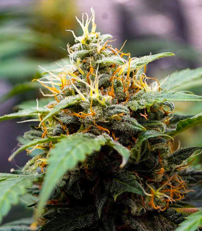 Семена сорта Alpha 21 fem (AlphaFem Seeds)