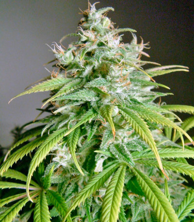 Сорт каннабиса Amnesia Lemon