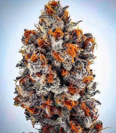 Семена сорта Banana Hammock RBX fem (Ethos Genetics)