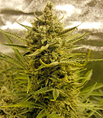 Семена сорта Blue Cheese Autoflowering fem (Dinafem Seeds)