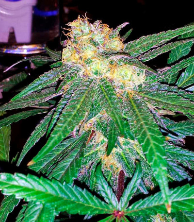 Семена сорта Caboose fem (Strain Hunters)