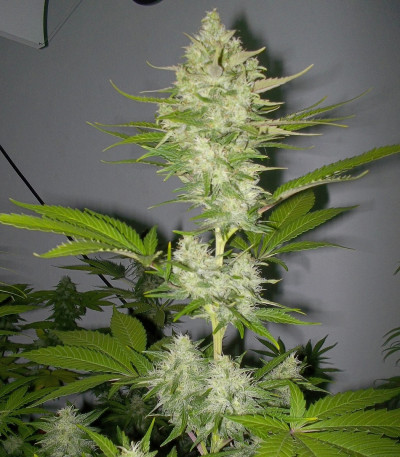 Семена сорта Candy Kush Express fem (Fast Flowering)