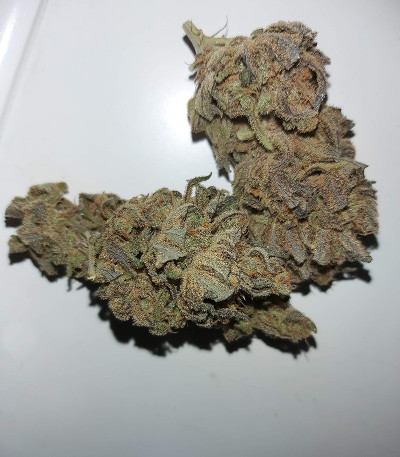 Семена сорта Peyote Critical fem (Barney's Farm)