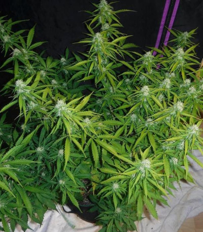 Семена сорта Sugar Black Rose Auto fem (Delicious Seeds)