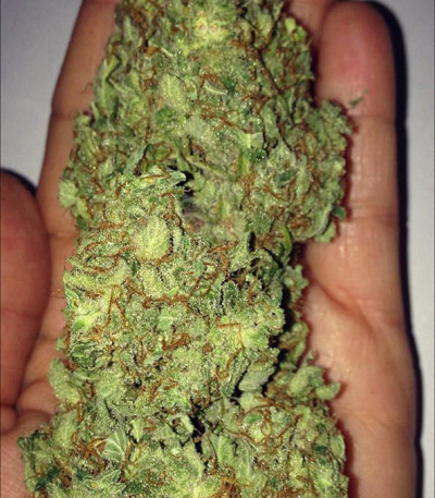 Семена сорта Thunderstruck fem (Sumo Seeds)