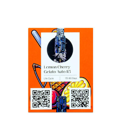 Семена сорта LEMON CHERRY GELATO AUTO R3 fem (Ethos Genetics)