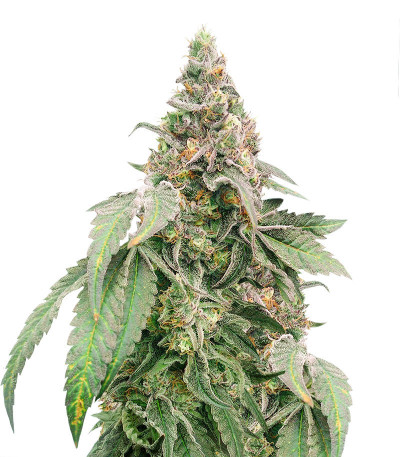 Микс семян конопли Heavy Kickers Mix fem (Herbies Seeds)
