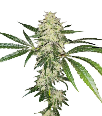 Семена сорта Sherbet Cuvee Cookies fem (Cali Buds Seeds)