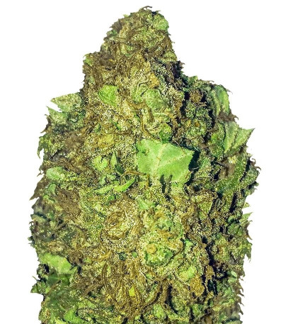 Семена сорта Short & Sweet Auto fem (Heavyweight Seeds)