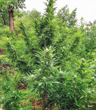 Семена сорта LSD auto fem (Семяныч)