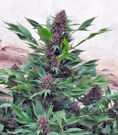 Семена конопли Frisian Duck