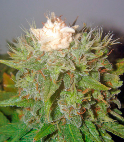 Семена сорта Pato #1 fem