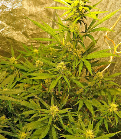 Семена сорта Skunk Auto fem (Strain Hunters)