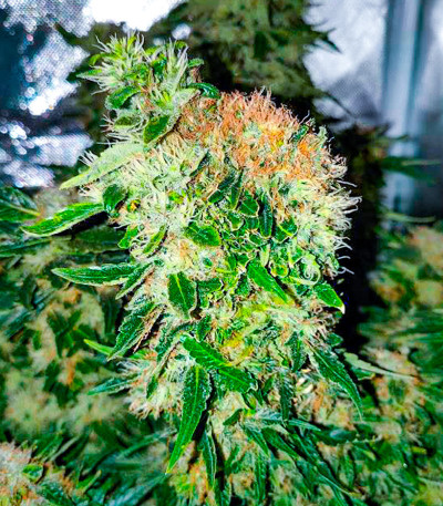 Семена сорта конопли Snow White Amsterdam