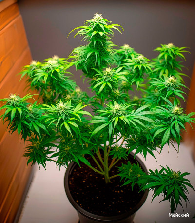 Семена сорта Johnny Cage Auto fem (Семяныч)