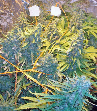 Семена сорта Snow Fruit fem (Sweet Seeds)