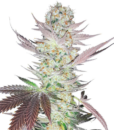 Семена сорта Jealousy fem (7CH American)