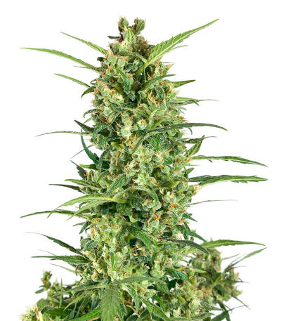 Семена сорта Zkittlez × Gorilla Glue fem (7CH Seeds & Cali Buds Seeds)