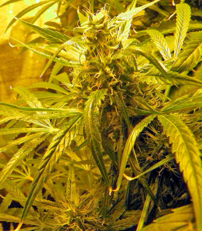 Семена сорта Brazil Amazonia fem (World of Seeds)