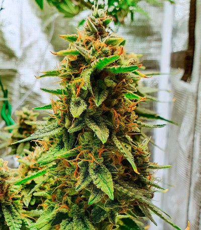 Семена сорта Bruce Banner Auto fem (Семяныч)