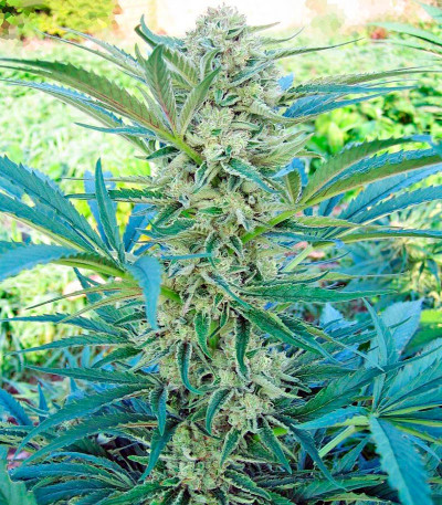 Семена сорта Critical Mass CBD fem