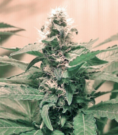 Семена сорта Haze Berry fem (Royal Queen Seeds)