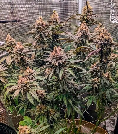 Семена сорта Mac n’ Jack R1 fem (Ethos Genetics)