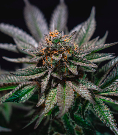 Семена сорта The New fem (Humboldt Seeds)